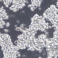 NCI-H69细胞系、NCI-H69细胞、NCI-H69小细胞肺癌细胞