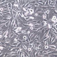 M14细胞系、M14细胞、M14黑色素瘤细胞