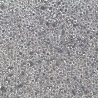 NB4、急性早幼粒细胞株；NB4、NB4细胞