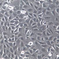 T24 细胞株、T24 细胞、T24 膀胱移行细胞癌细胞 