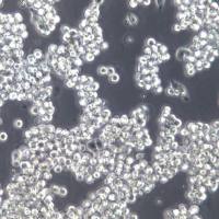 SNU-1人胃癌细胞；SNU-1细胞、SNU-1细胞