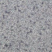 Ramos细胞、Ramos细胞系、RamosB淋巴细胞瘤细胞