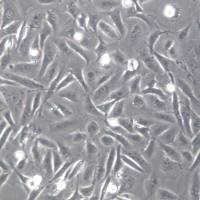 MDA-MB-231细胞系、MDA-MB-231细胞、MDA-MB-231乳腺癌细胞