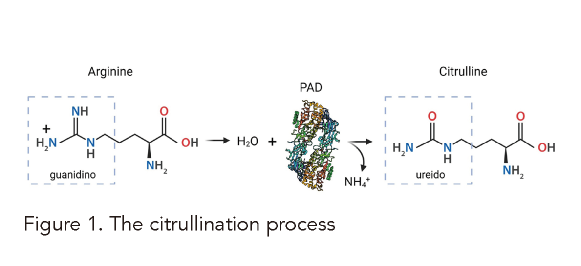 瓜氨酸化在疾病蛋白组学中的新视角与研究展望