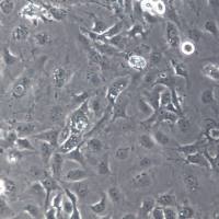 MDA-MB-157细胞系、MDA-MB-157细胞、MDA-MB-157乳腺癌细胞