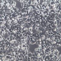 SW620;结肠癌细胞、SW620;人结肠癌细胞、SW620