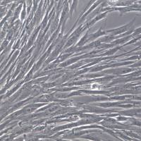 MRC-5细胞系、MRC-5细胞、MRC-5胚肺成纤维细胞