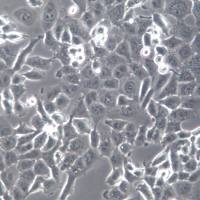 NCI-H1299细胞系、NCI-H1299细胞、NCI-H1299肺腺癌细胞