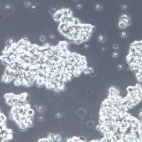 NCI-H526 细胞株、NCI-H526 细胞、NCI-H526 肺癌细胞