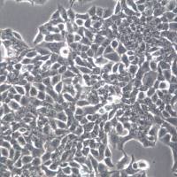 SW837 细胞株、SW837 细胞、SW837 直肠癌细胞