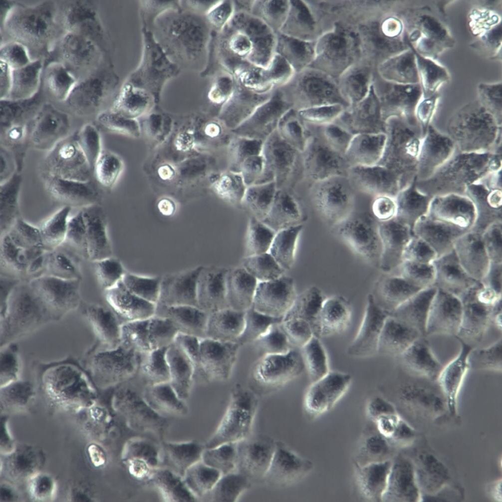 6-10B细胞株、6-10B细胞、6-10B细胞系