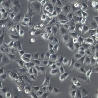 6-10B细胞株、6-10B细胞、6-10B细胞系