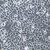 L0-2细胞系、L0-2细胞、L0-2正常肝细胞