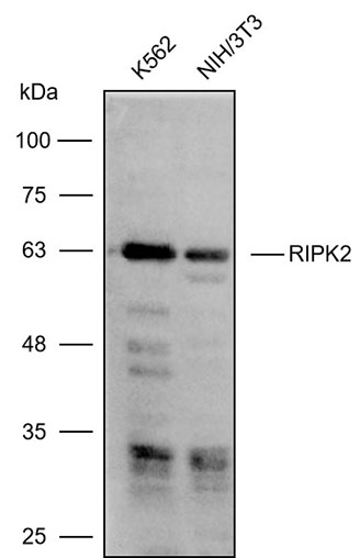 K114133P Anti-RIPK2 Polyclonal
