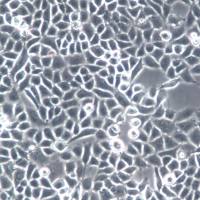 SGC-7901细胞系、SGC-7901细胞、SGC-7901胃腺癌细胞