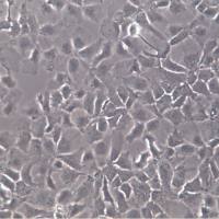 Hep-3B 细胞系、Hep-3B 细胞、Hep-3B 肝癌细胞      