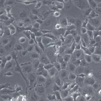 NCI-H23细胞株、NCI-H23细胞、NCI-H23非小细胞肺癌细胞