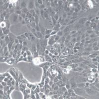 PANC10.05细胞系、PANC10.05细胞、PANC10.05胰腺癌细胞