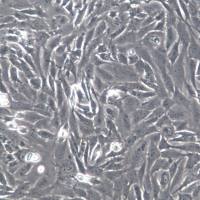 RGC-5细胞、RGC-5细胞系、RGC-5视网膜神经节细胞