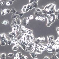 NCI-H1395细胞系、NCI-H1395细胞、NCI-H1395肺腺癌细胞