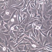 MO3.13细胞系、MO3.13细胞、MO3.13少突胶质细胞