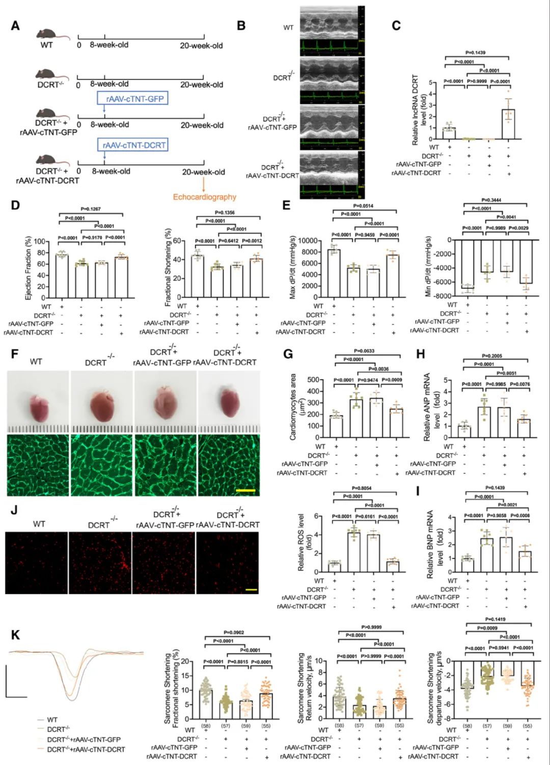 lncRNA研究进展盘点丨20240617期