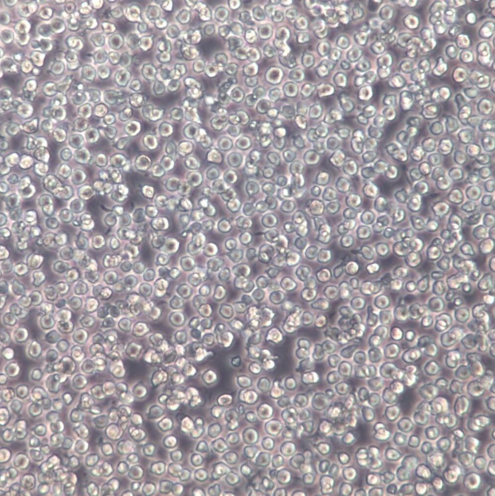 mv-4-11 细胞株、mv-4-11 细胞、mv-4-11 慢性骨髓单核细胞性白血病