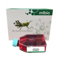 MFC-LUC/小鼠前胃癌细胞-荧光素酶标记