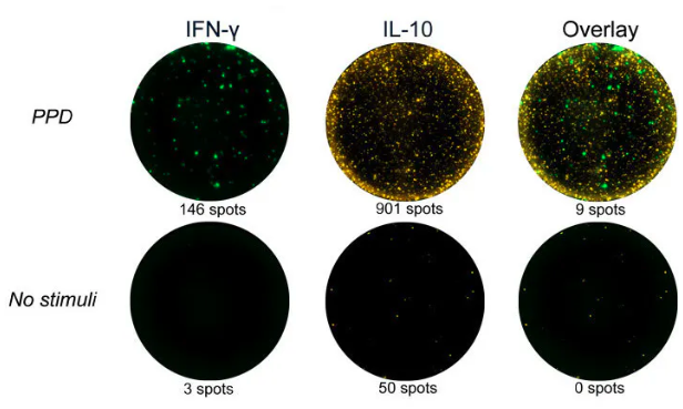 Anti-human IL-10 mAb (12G8), biotin—Mabtech热销产品 Anti-human IL-10 mAb (12G8), biotin—Mabtech热销产品