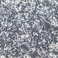 LS174T细胞、LS174T细胞系、LS174T结直肠腺癌细胞