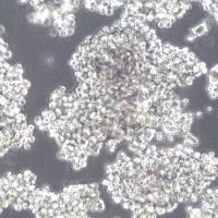 NCI-H524细胞株、NCI-H524细胞、NCI-H524非小细胞肺癌细胞