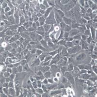 HMC3细胞系、HMC3细胞、HMC3小胶质细胞