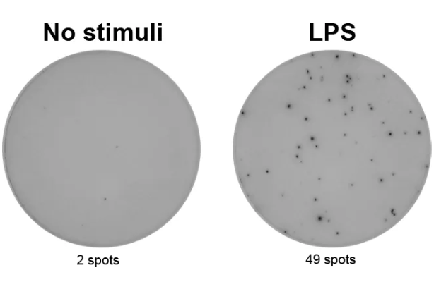 Anti-human IL-10 mAb (12G8), biotin—Mabtech热销产品 Anti-human IL-10 mAb (12G8), biotin—Mabtech热销产品