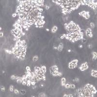 OCI-Ly3细胞系、OCI-Ly3细胞、OCI-Ly3弥漫大B细胞淋巴瘤细胞