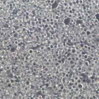 K562/ADR 细胞、K562/ADR 细胞系、K562/ADR 白血病阿霉素耐药株