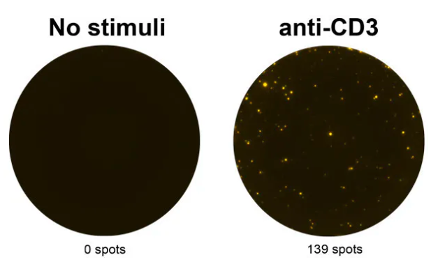 Anti-human IL-2 mAbs (MT2A91/2C95), unconjugated—Mabtech热销产品 Anti-human IL-2 mAbs (MT2A91/2C95), unconjugated—Mabtech热销产品