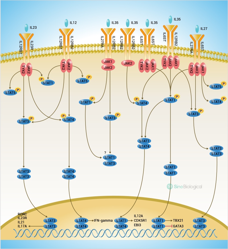 Mouse IFN gamma Matched ELISA