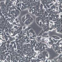 HT29细胞系、HT29细胞、HT29结直肠腺癌细胞