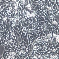 MGC-803 细胞系、MGC-803 细胞、MGC-803 胃腺癌细胞