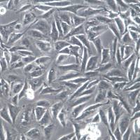 NCI-H28细胞系、NCI-H28细胞、NCI-H28间皮瘤细胞