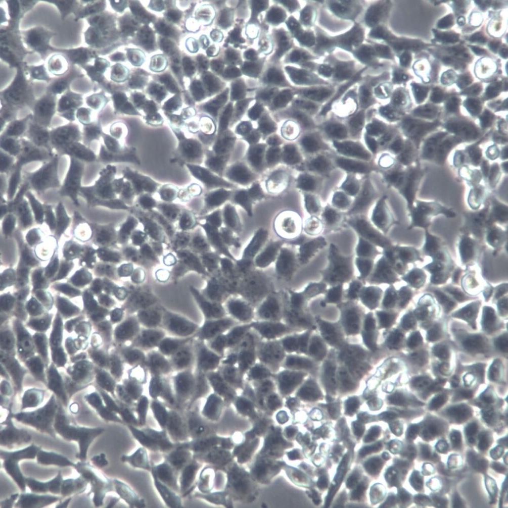 NCI-H157细胞系、NCI-H157细胞、NCI-H157非小细胞肺腺癌细胞