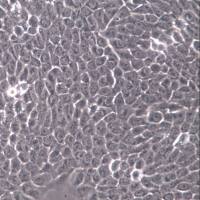 Hacat细胞系、Hacat细胞、Hacat永生化表皮细胞