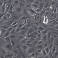 MV3细胞系、MV3细胞、MV3黑色素瘤细胞