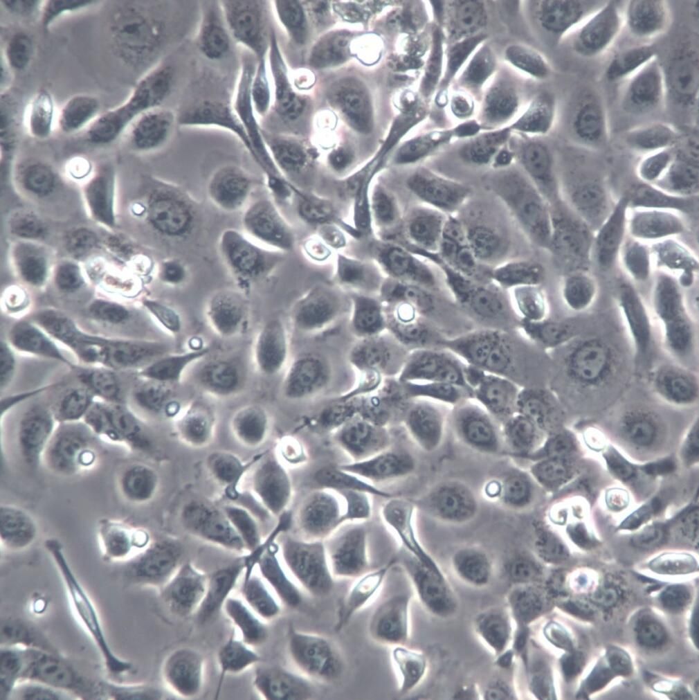 HPAC细胞系、HPAC细胞、HPAC胰腺腺泡上皮癌细胞