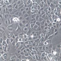 HCE-T细胞系、HCE-T细胞、HCE-T角膜上皮细胞 永生化