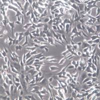 SK-N-SH细胞、SK-N-SH细胞系、SK-N-SH神经母细胞瘤细胞