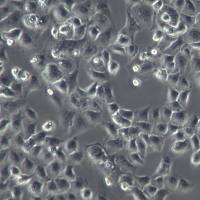 6-10B 细胞、6-10B 细胞系、6-10B 鼻咽癌细胞