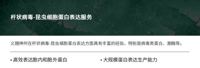 重组蛋白表达服务