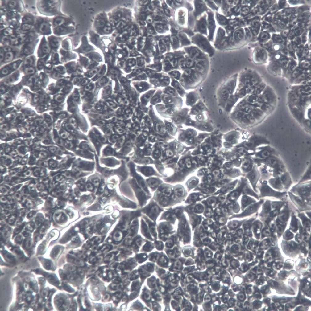 HT29细胞、人结肠癌细胞；HT-29、HT-29