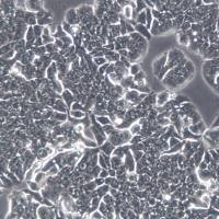 HT29细胞、人结肠癌细胞；HT-29、HT-29